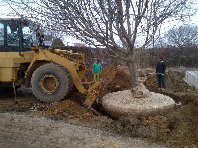 Transplanting